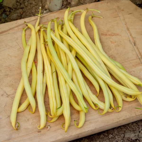 Légumes Secs - Haricot Nain Beurre Goussdor - face recto